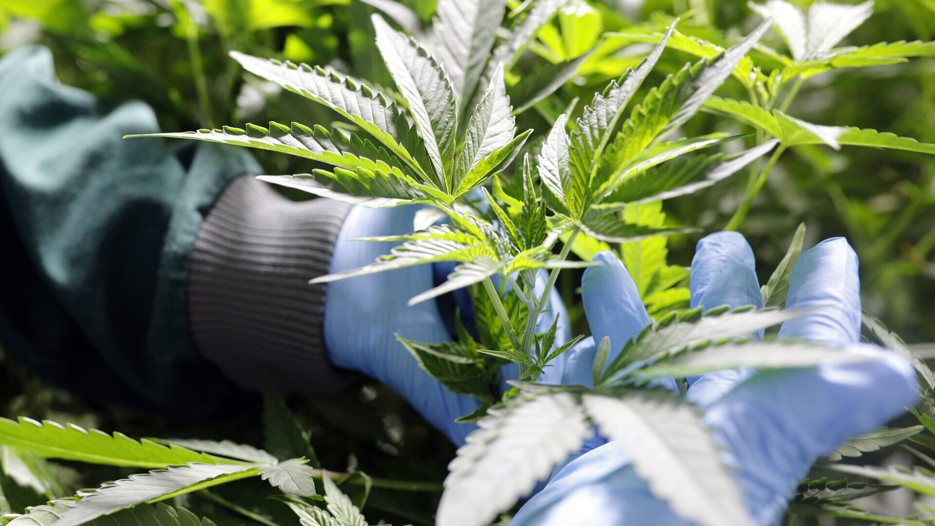 Impressionen PharmCann Deutschland AG